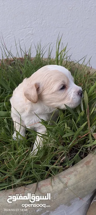 Chien alopekis