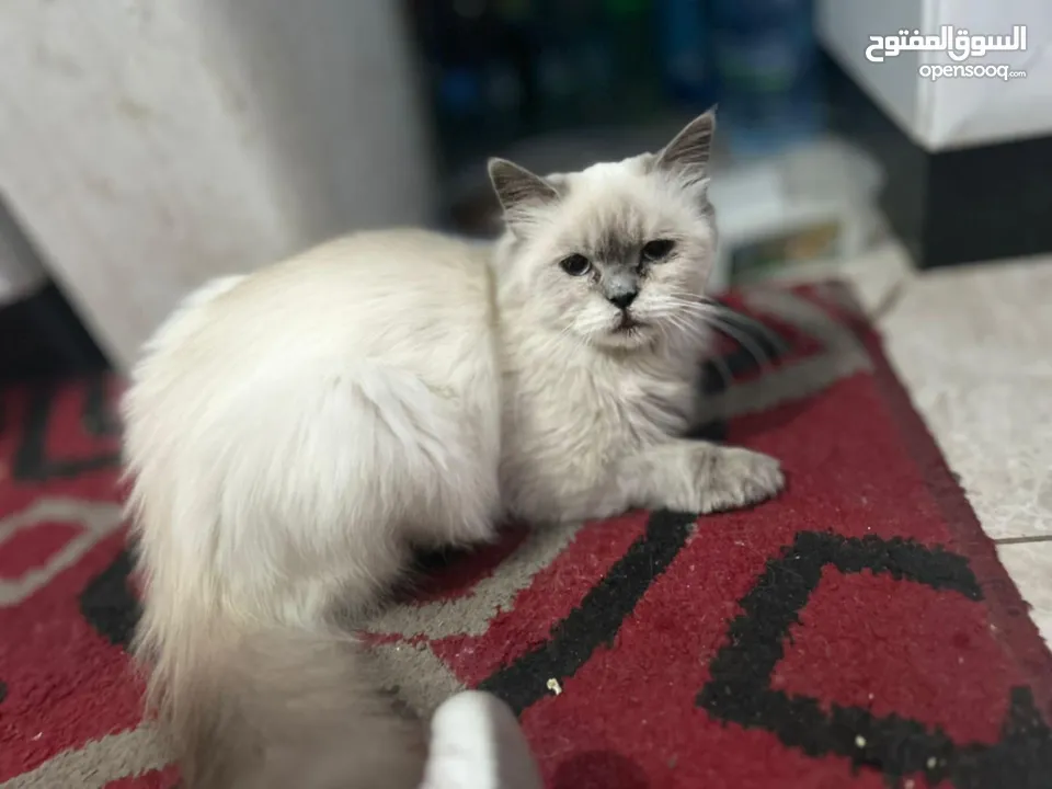 بس هيمالايا البيع بس صحا امنيحا بس لعوب  بس ما في طوصي الموقع رام الله والبيرة البلوع البس بجنن حلوه