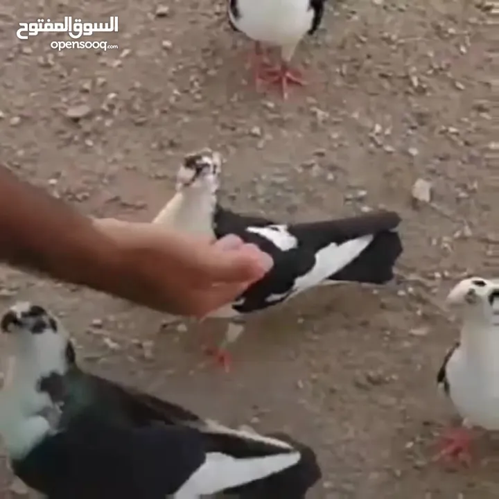 tumbler pigeon for sale ..حمامة القلابة التركية. للبيع