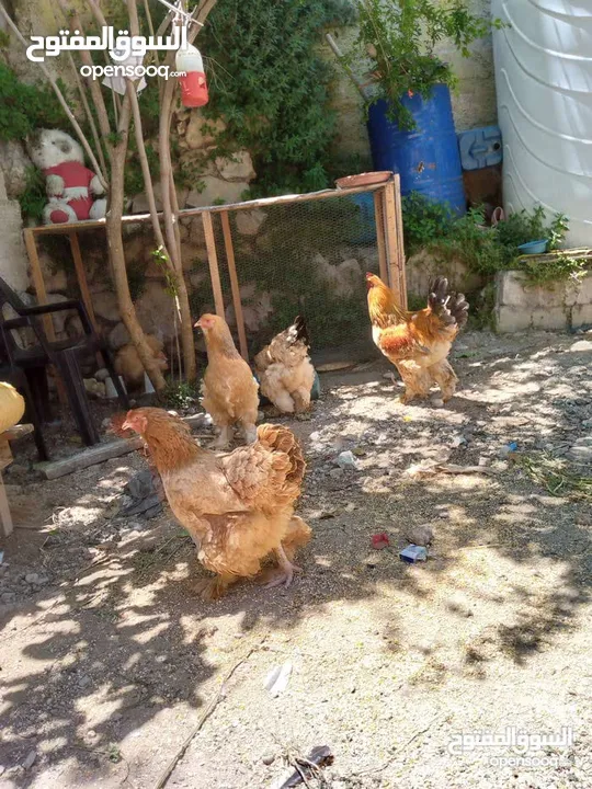 بيض دجاج براهمي وباكستاني