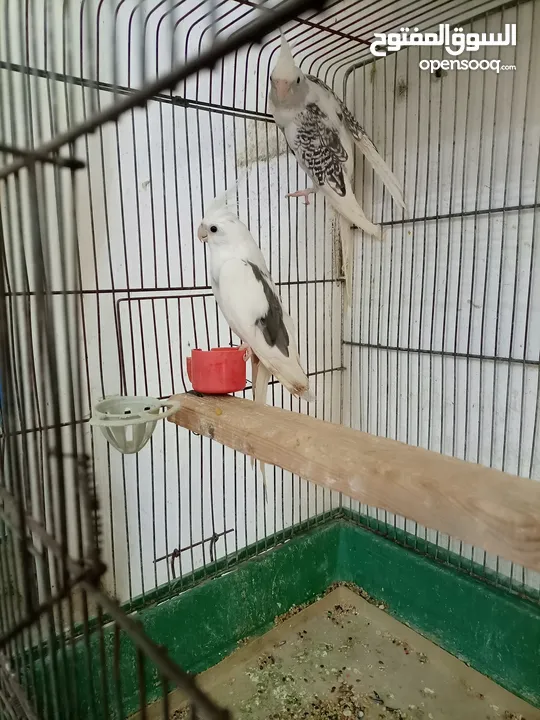 حبتين كوكتيل بايد للبيع دون قفص