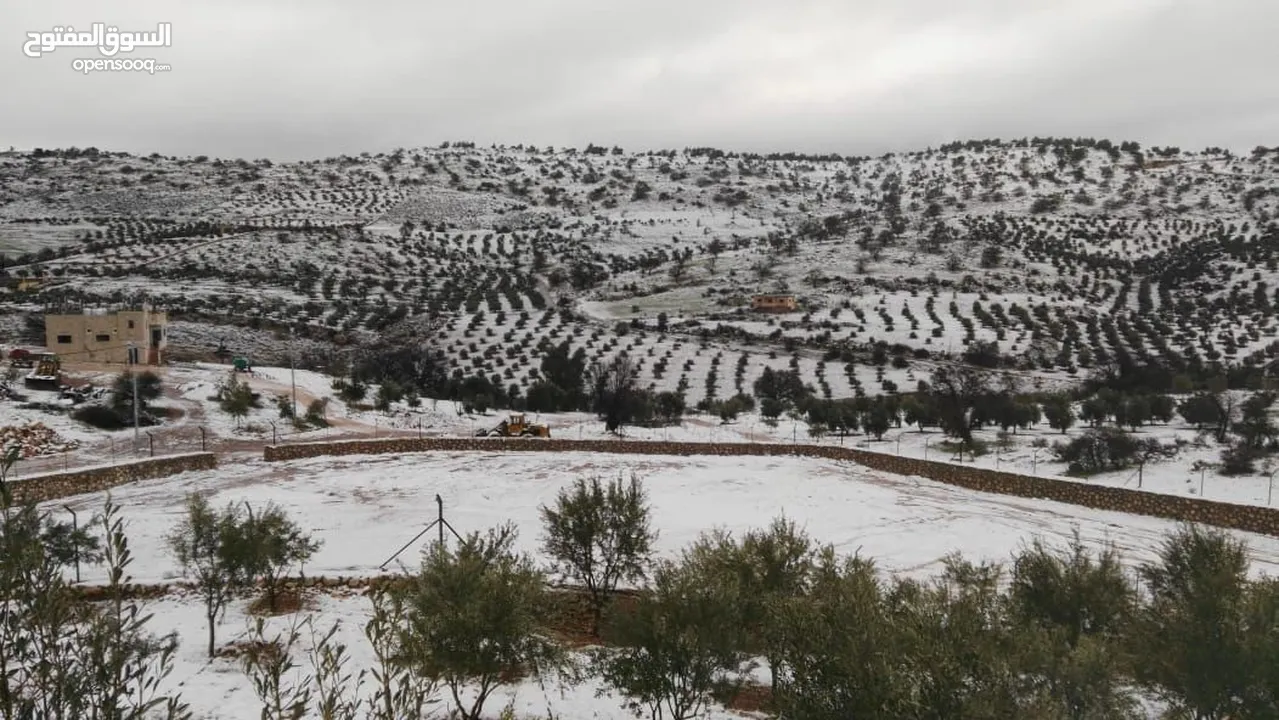 مزرعة للبيع الكمشة بالقرب من شارع الاردن بسعر مغري جداً