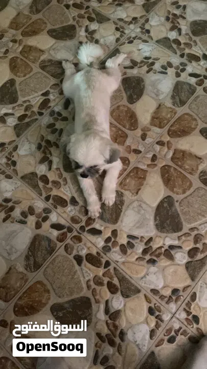 ذكر بصحه جيده