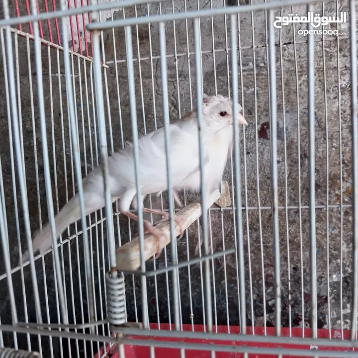 5 مخاليق أعمارهم 9 اشهر