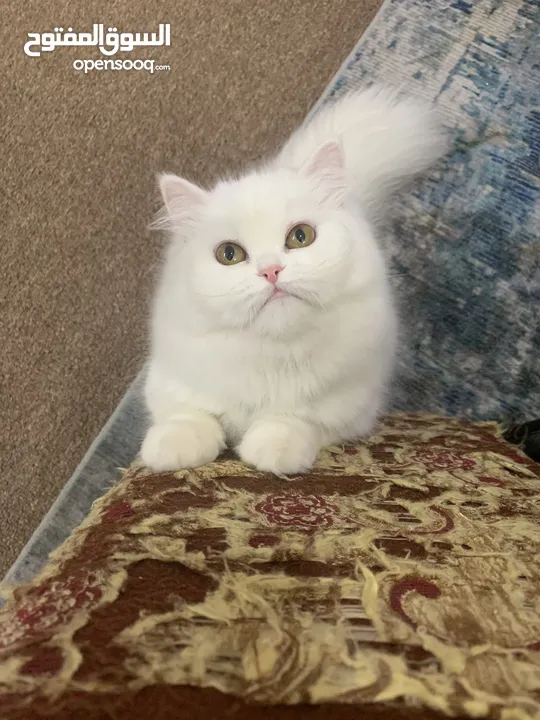 Persian Cat Female Doll Face