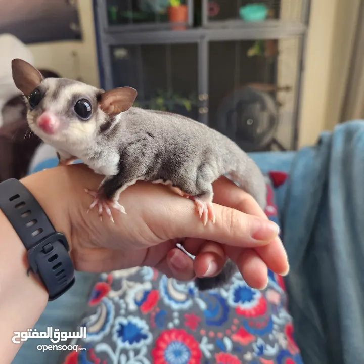 Suger Gliders (2 Females - Twin Sisters)