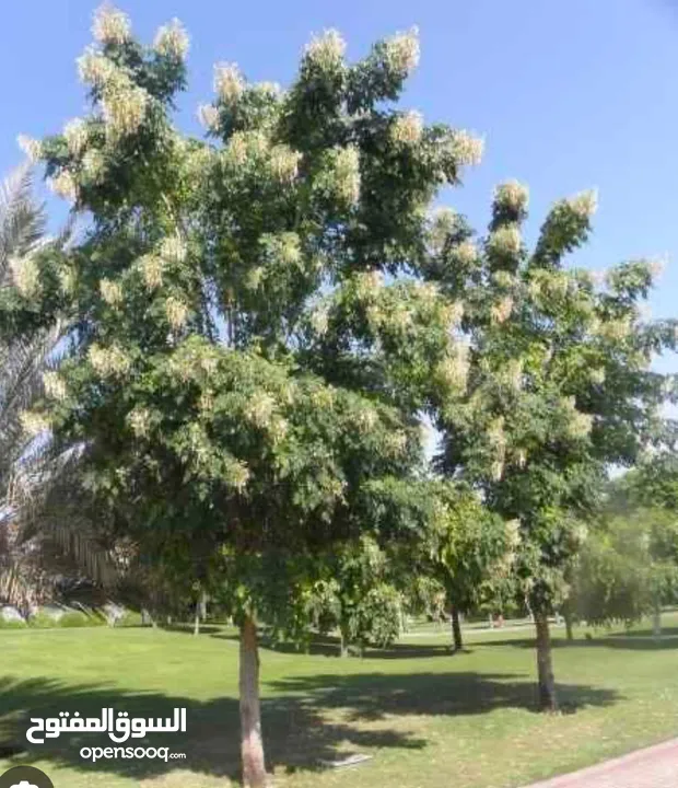 للبيع جميع انوع الاشجار all type of plants