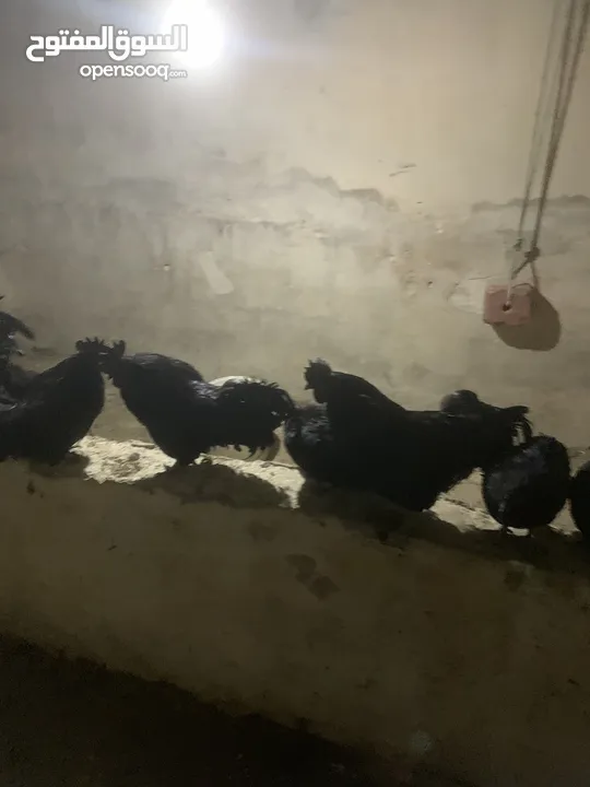 ديوك لمبرجيني و صيصان صحة و نظافة  بلدي للبيع