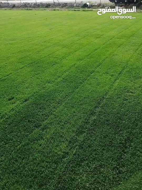 نجيل ديكوندرا ونجيل طبيعي