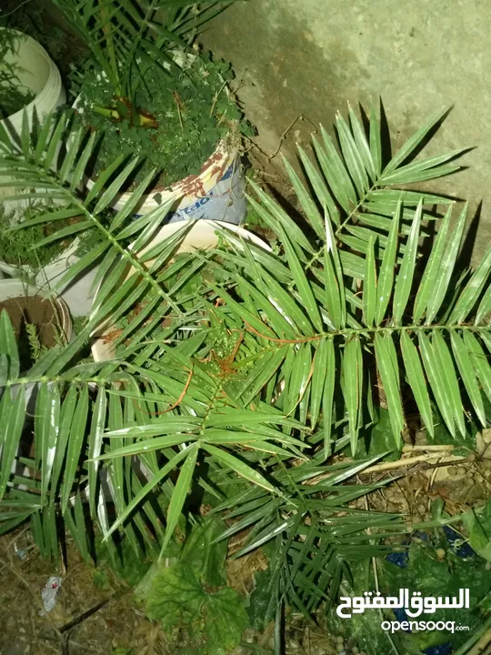 اشجار زينه