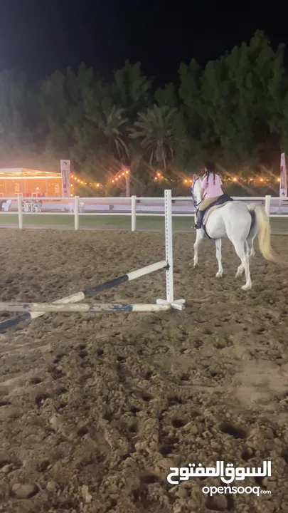 خيل  عربي