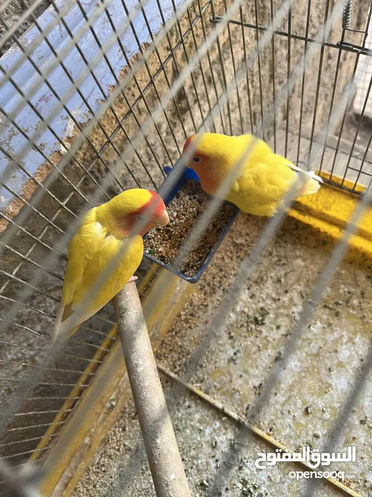 جوز روز لاتينيو انتاج ماكينة صلاة نبي
