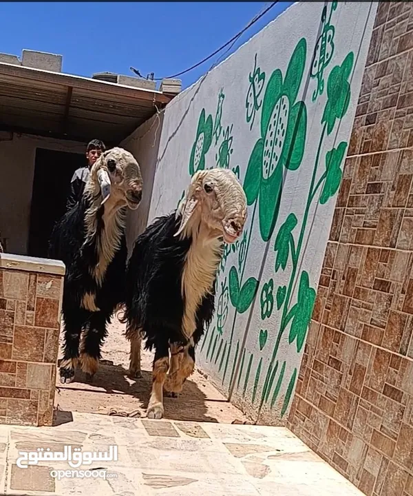 بسم الله ماشاء الله