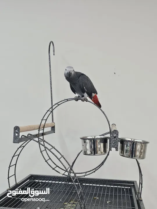 ببغاء الكاسكو(جاكو )