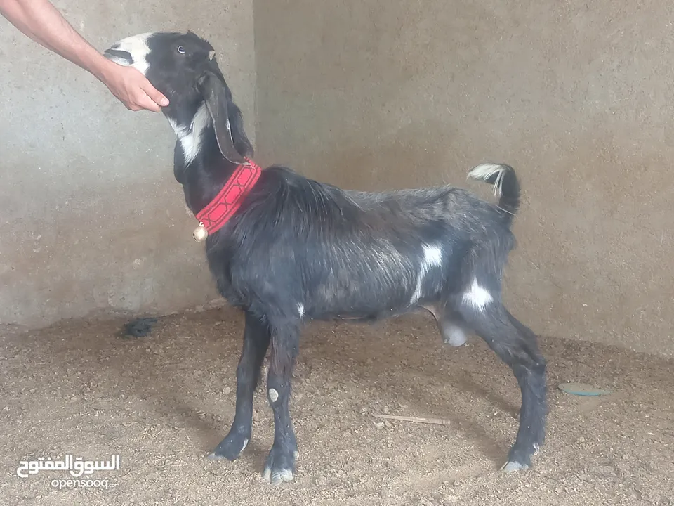 بسم الله الرحمن ارحيم معز فل لحم وسن صغير ضحايه