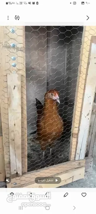 جاج بلدي ديك 2 جاج بلدي 2