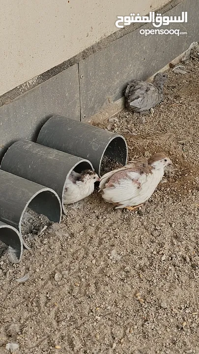 سمان صيني ( الملكي)