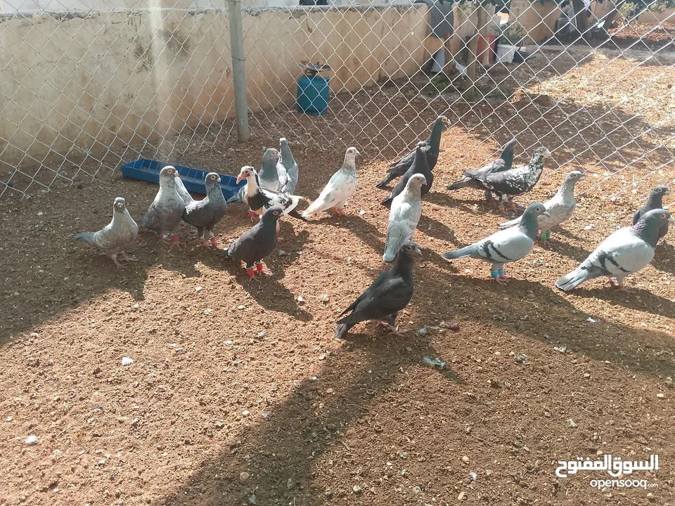 حمام للبيع قرقاطي