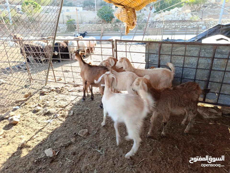 ماغز لاتينو جامبو وسيناني الاول في العالم للحليب