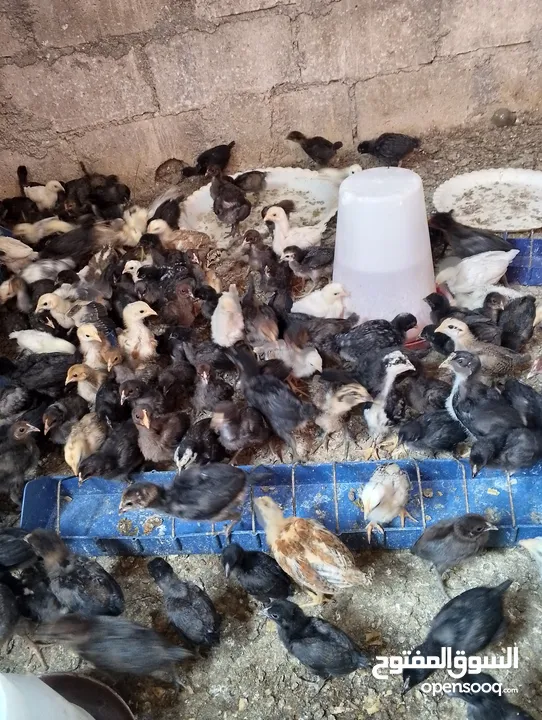 صوص بلدي  بناديق بكستاني  صحه ونضافه