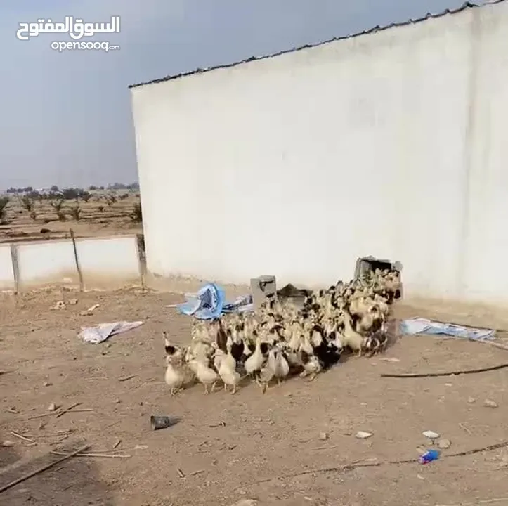 بش عربي البيع