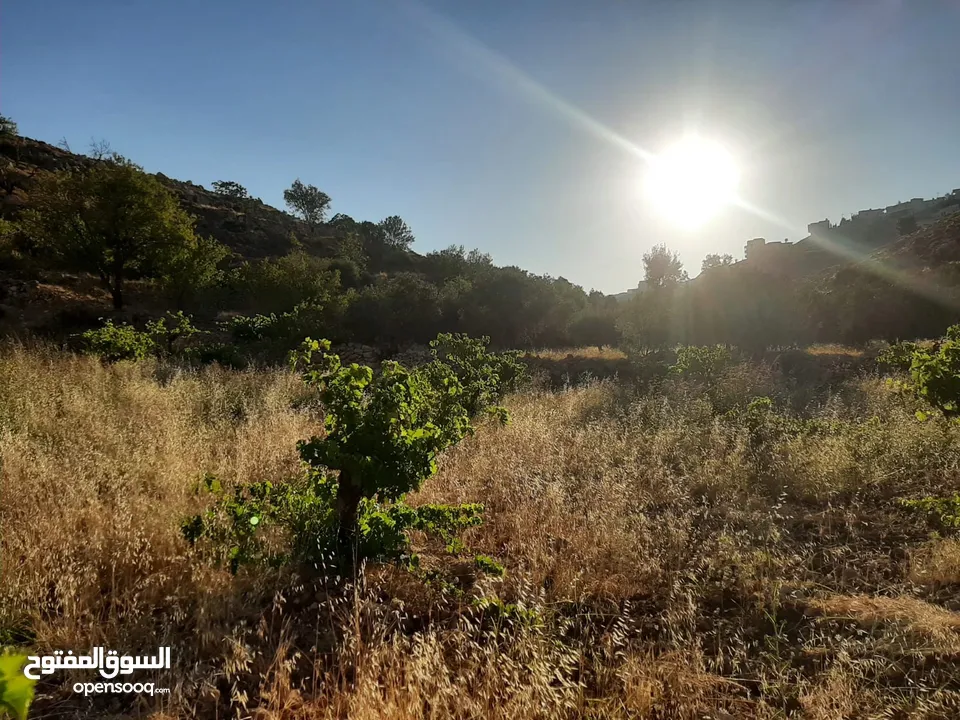 دونم ارض للبيع مراح رباح كوشان طابو