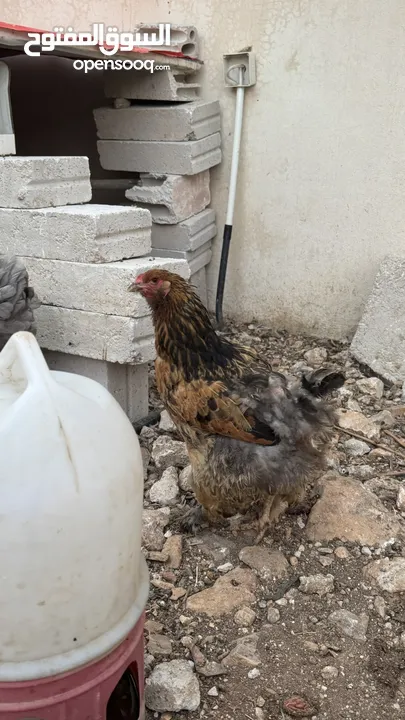 ديك وخمس دجاجات براهمي