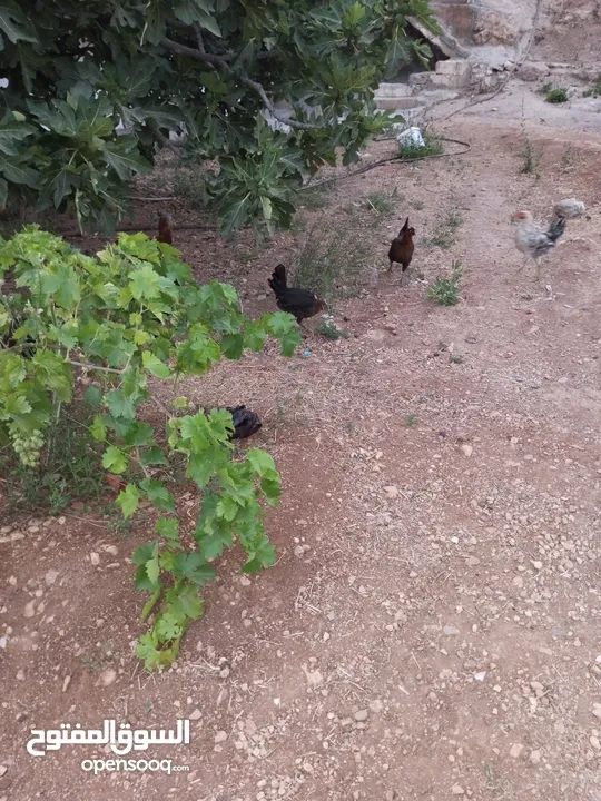 جاج بلدي للبيع الحاج مش كبير بالعمر اله شهرين بيبيض