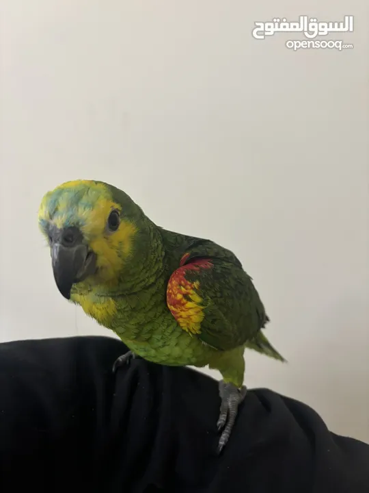 Amazon blue fronted parrot