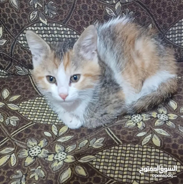 قطط للتبني