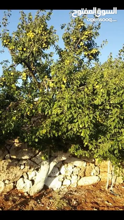 مزرعه مثمرهه فواكه مشكله مردود سنوي من 8 إلى 12 الف