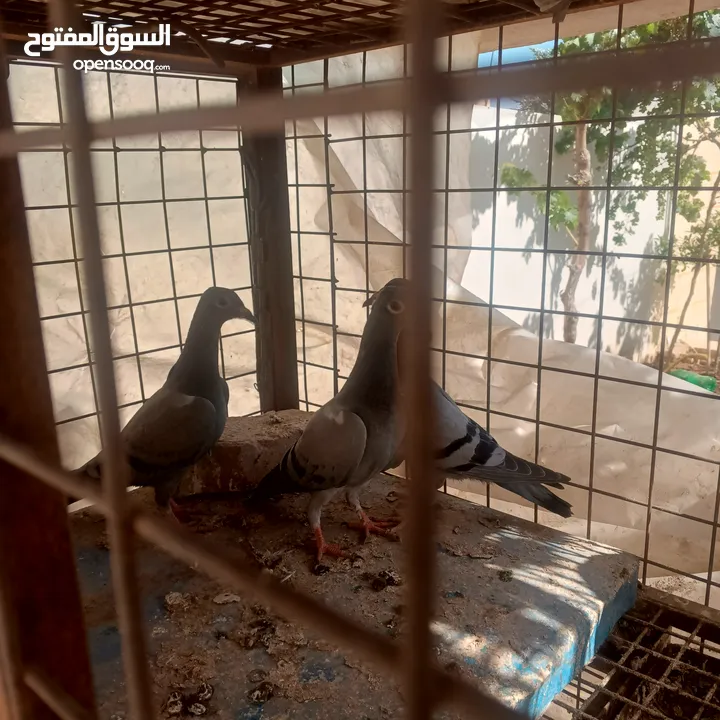 حمام زاجل فطام جديد دماء قوية  ثلاثة فراخ نخب  مطلوب 12دينار  اربع دينار الواحد