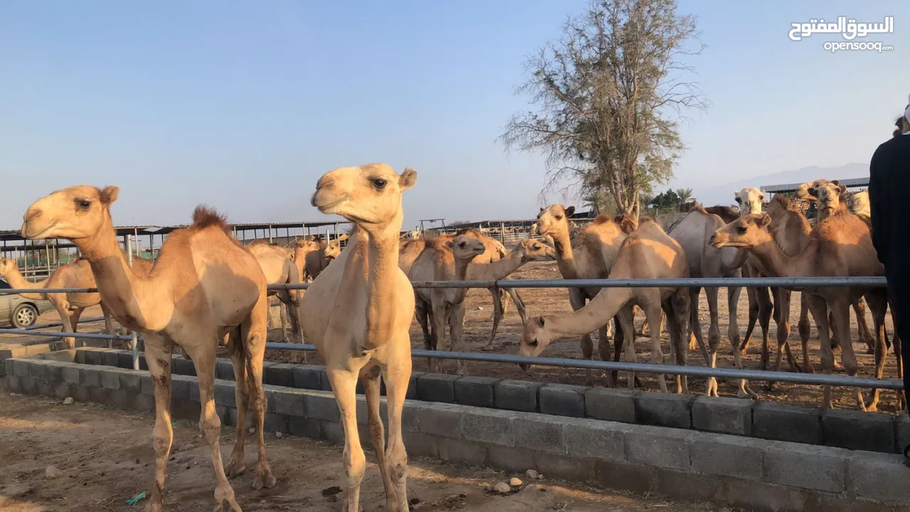 تعلن مزرعه قرن الكبش عن وصول دفعه جديده من حشوان الجنوب