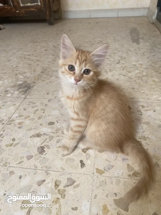 قطط للبيع او التبني