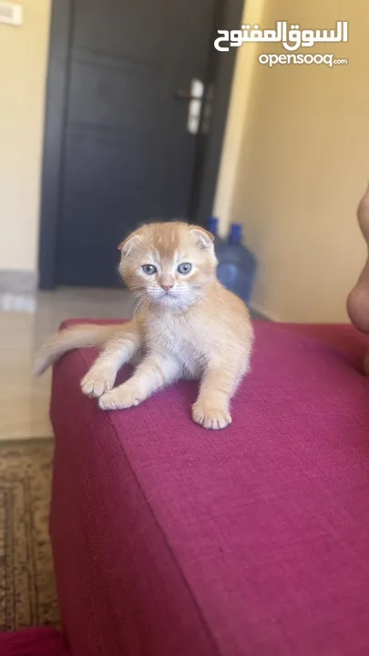 Golden and blue folded Scottish cat  جولدين سكوتش فولد عمر ثلاث شهور مستوى خارق
