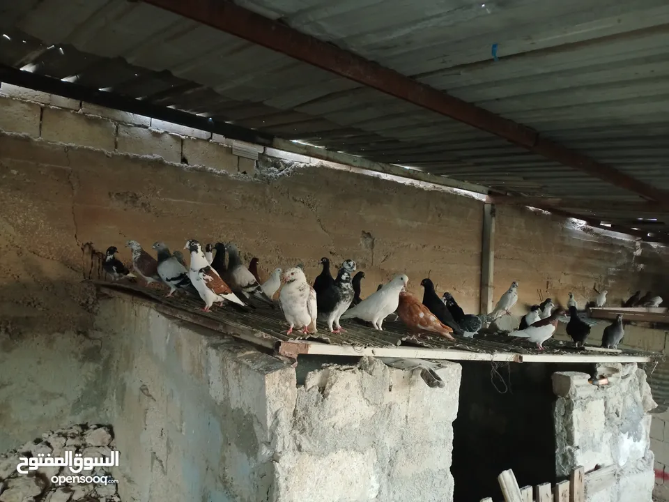 انواع حمام مشكلة للبيع