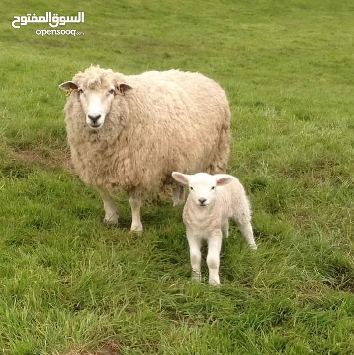 قص صوف الاغنام