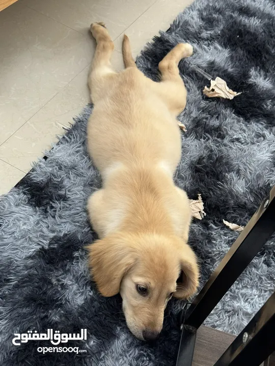 Golden Retriever 990 dirhams