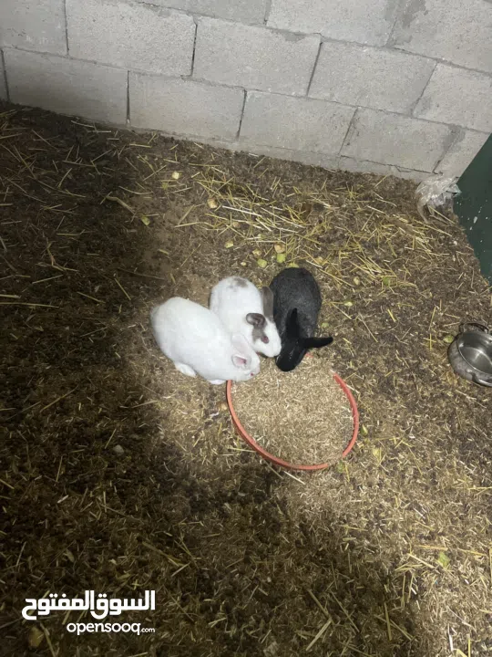 ارانب للبيع