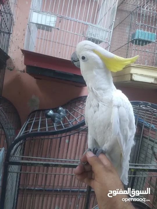 كوكاتو سلفر اكرستد متكلام اليف مزرعة  اليف جدا جدا