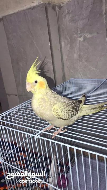 Cockatiel Baby Parrot Tamed Age 45 Days