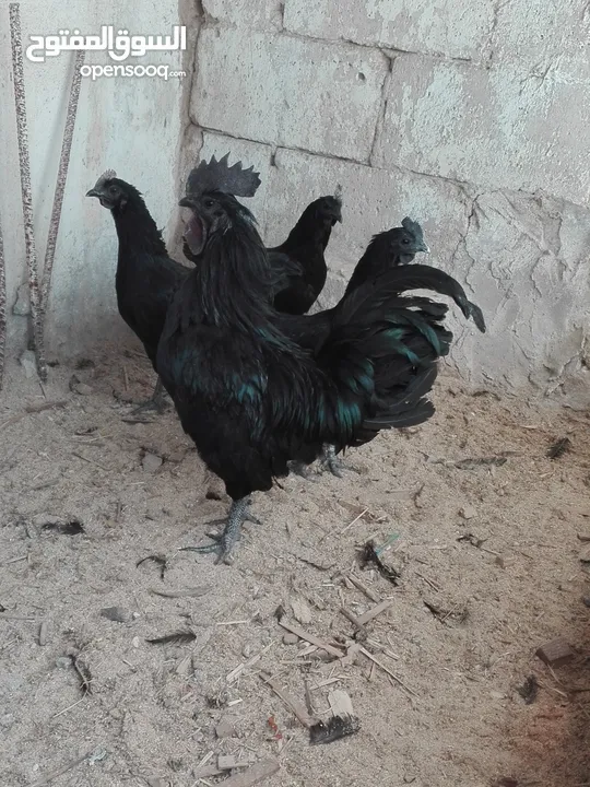 طقم دجاج لامبرجيني شغال