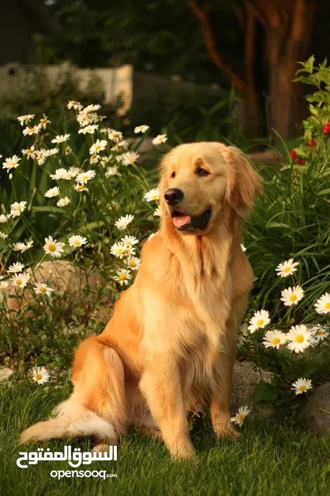 الراعي الألماني: أقوى، أذكى للتدريب العسكري/الحراسة. • الجولدن: ألطف، مناسب للعائلة والأطفال واللعب
