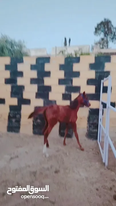 خيل عربيه للبيع