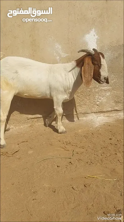 شاه بورقوت بيور وصنف للبيع ..