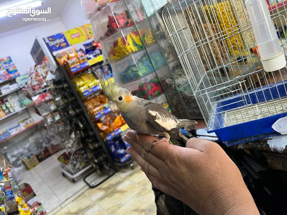 طير كوكتيل