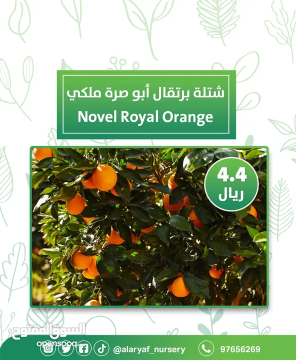 شتلات وأشجار البرتقال والحمضيات من مشتل الأرياف  أسعار منافسة نارنگی /  میندر کا درخت orange tree