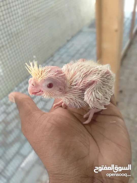 cockatiel chicks