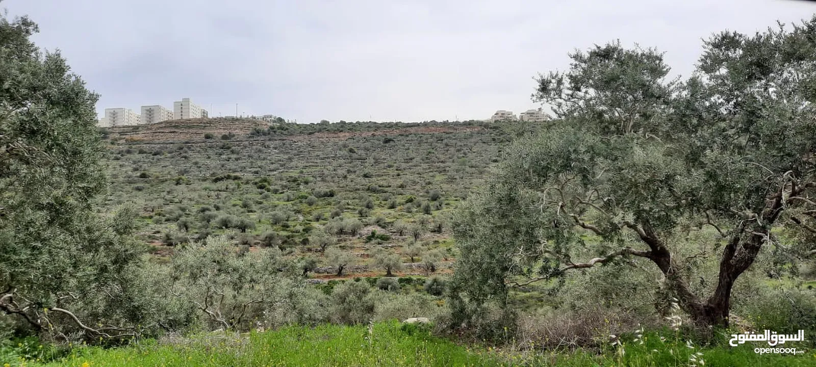 Land for Sale – Marda, Salfit (13.8 Donums) أرض للبيع – مردة، سلفيت (13.8 دونم)