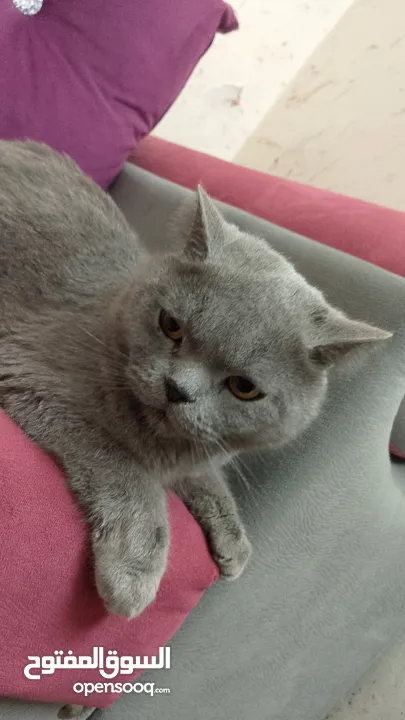قطه بريطانيه شارتروه جميله هادئة ومحبه ورفيقه للمنزل